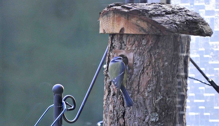 © MMB/Below  |  Blaumeise inspiziert Nisthilfe
