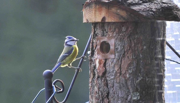 © MMB/Below  |  Blaumeise inspiziert Nisthilfe