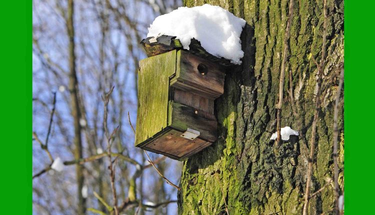 © MMB/Below  |  Nisthilfe mit Schneehaube