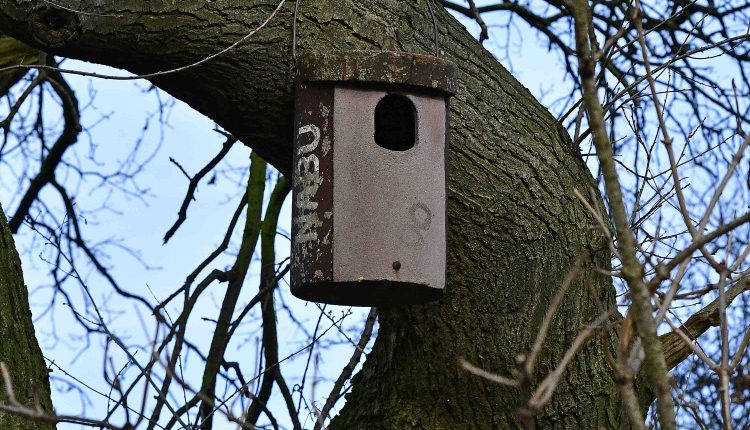 © MMB/Below  |  Nisthilfe aus Beton