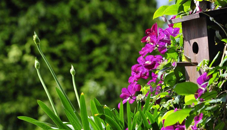 © MMB/Below  |  Nisthilfe