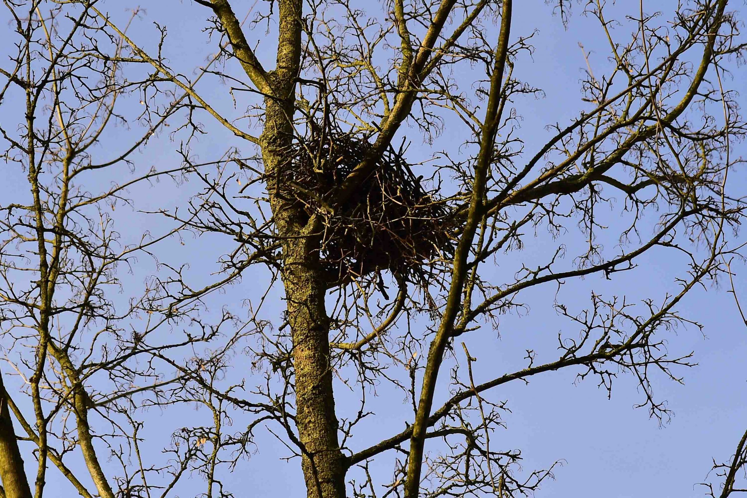 Vogelnest MMB3462 scaled