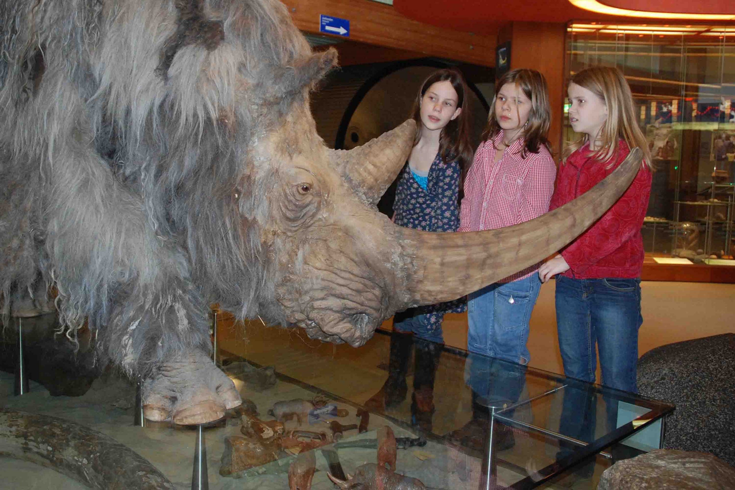 wolharige neushoorn2 scaled