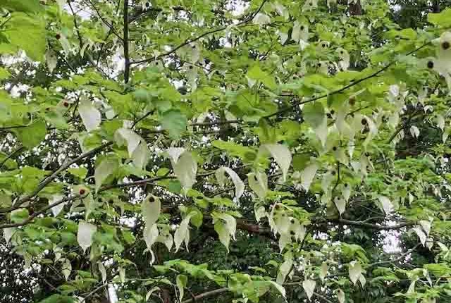 Taschentuchbaum C BGR1