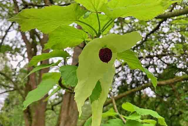 Taschentuchbaum C BGR4