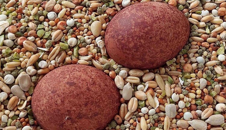 Turmfalkeneier 260527P