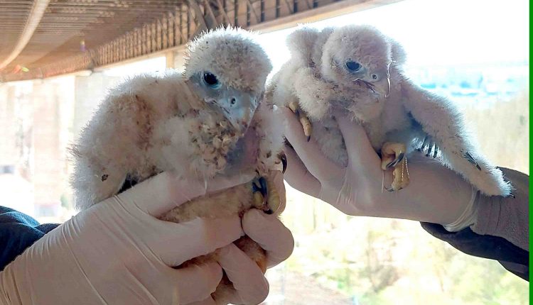 Wanderfalkenkueken 260526P