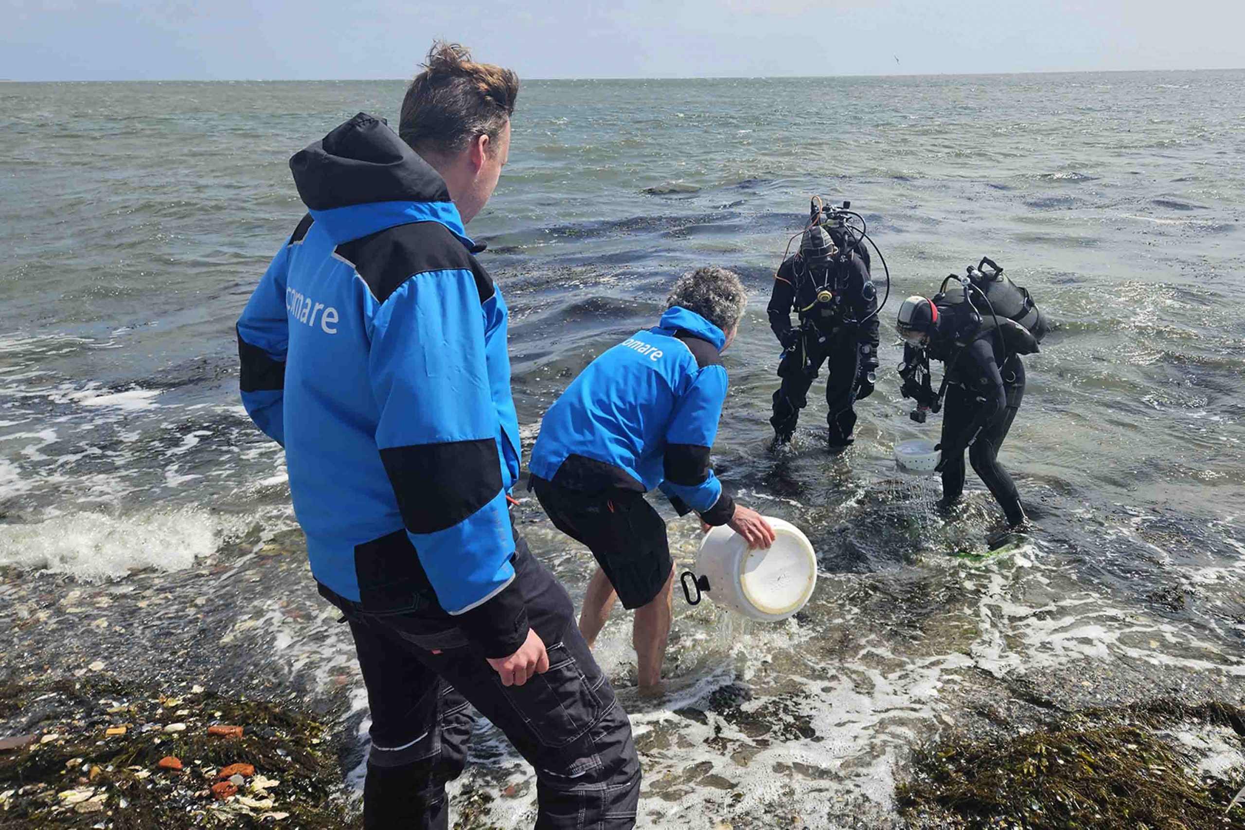 duikers nemen de zeepaardjes over scaled