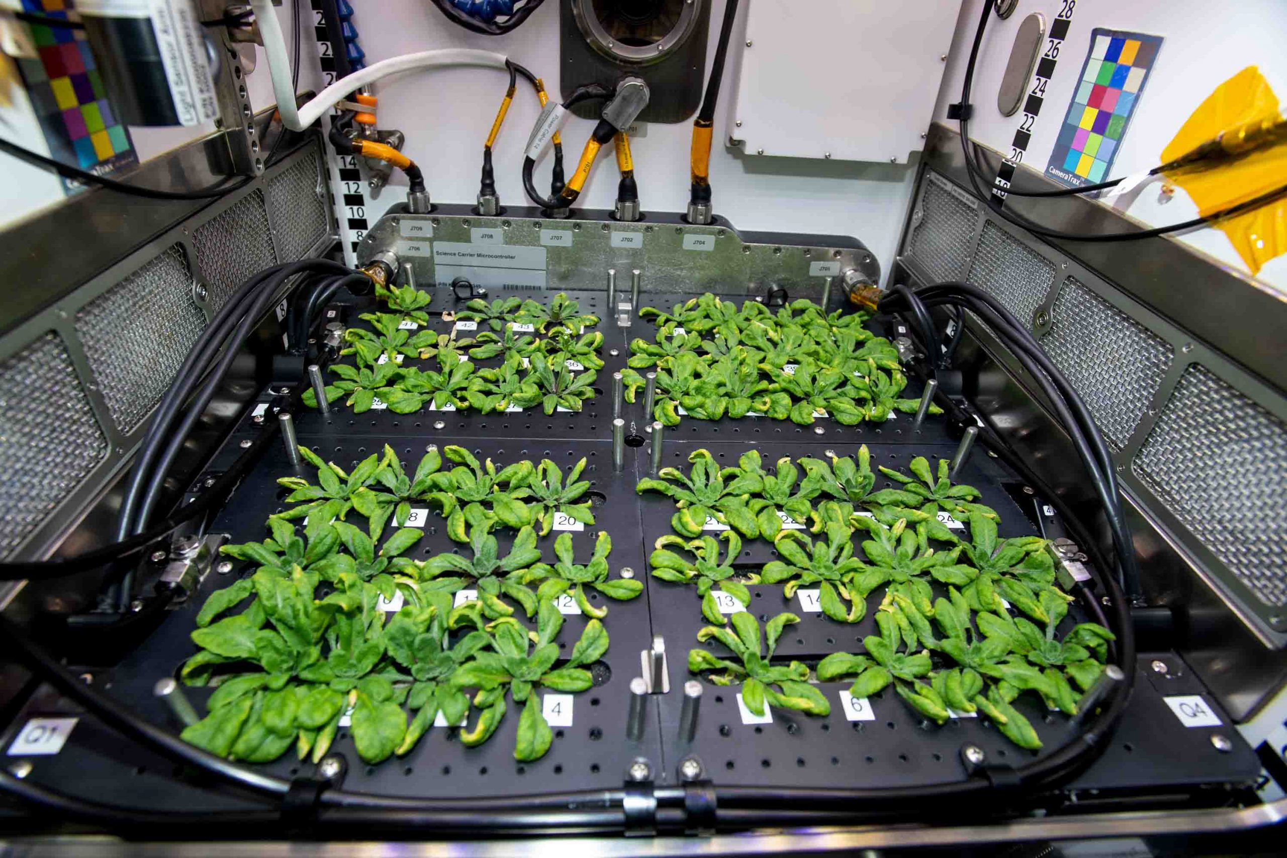 iss068e041971 leaf harvest dai29 scaled