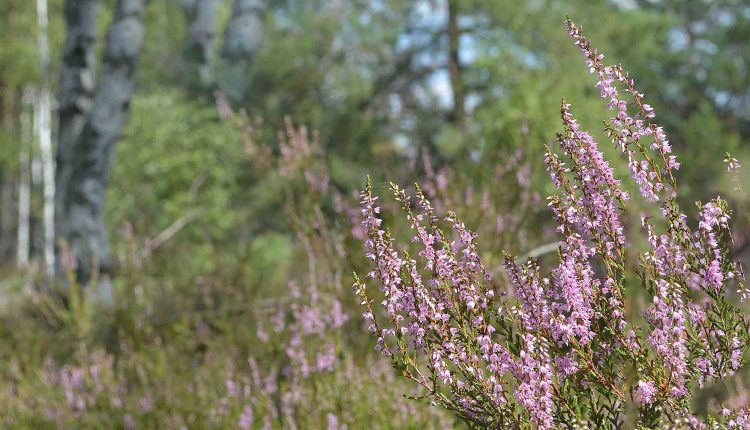 Header Landschaft Besenheide LieberoserHeide 2022 sep Sophia Lansing