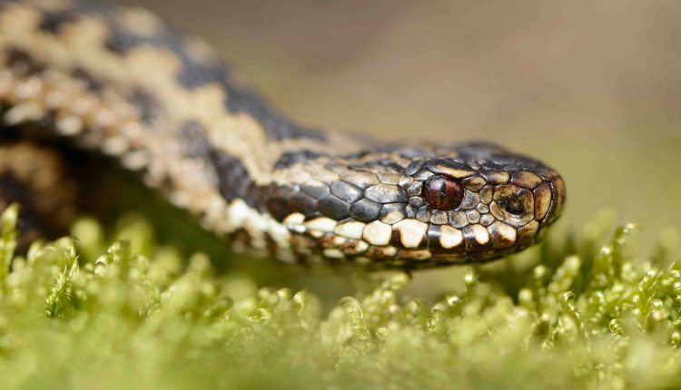kreuzotter vipera berus imagebroker erhard nerger