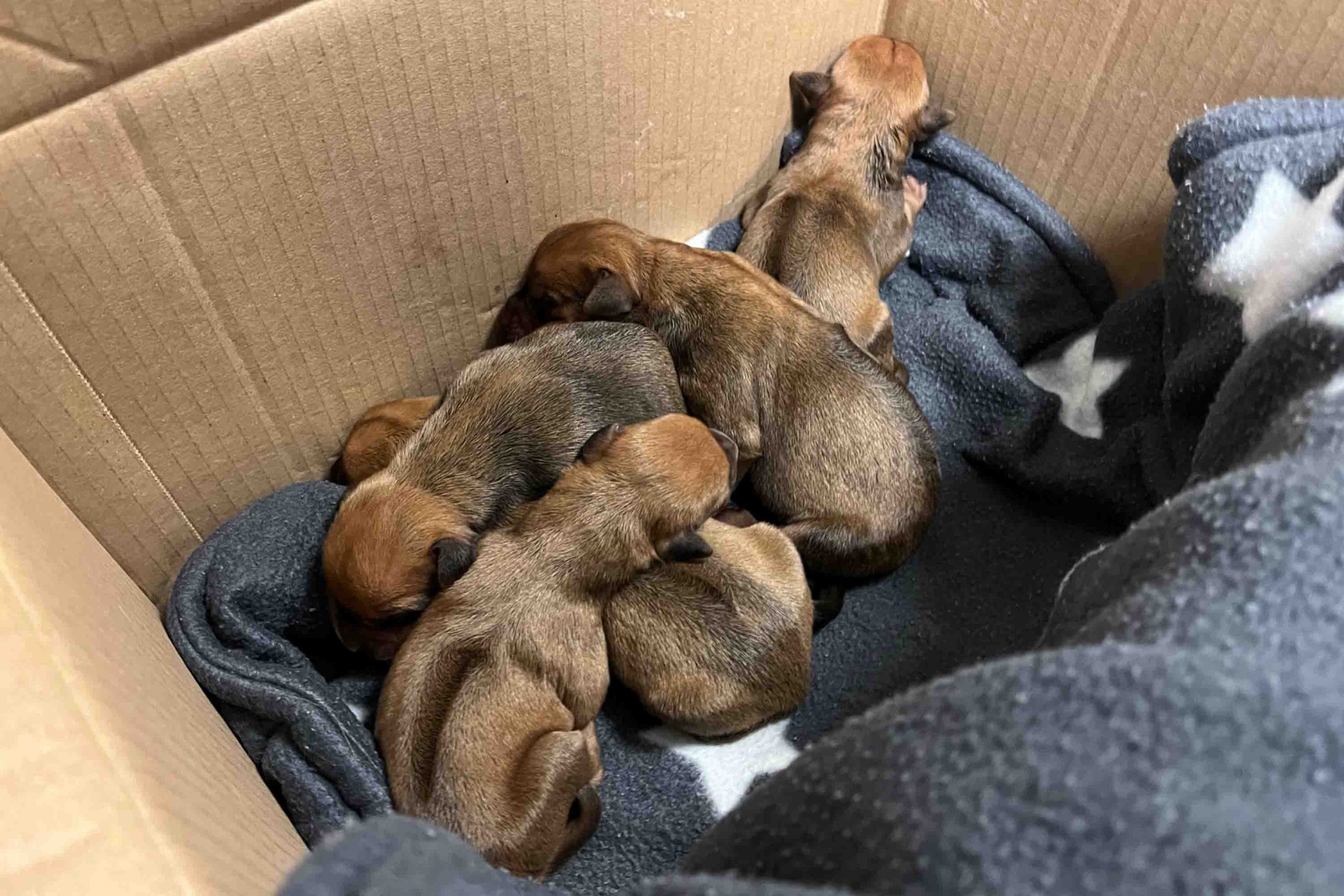 HundeKarton scaled
