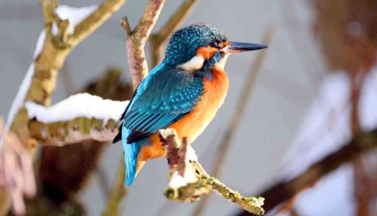 Eisvogel