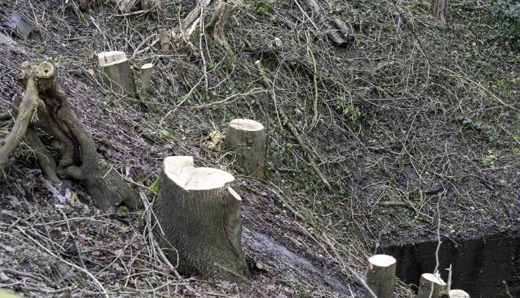 Abtsk180224 kuenstl Zulauf 9