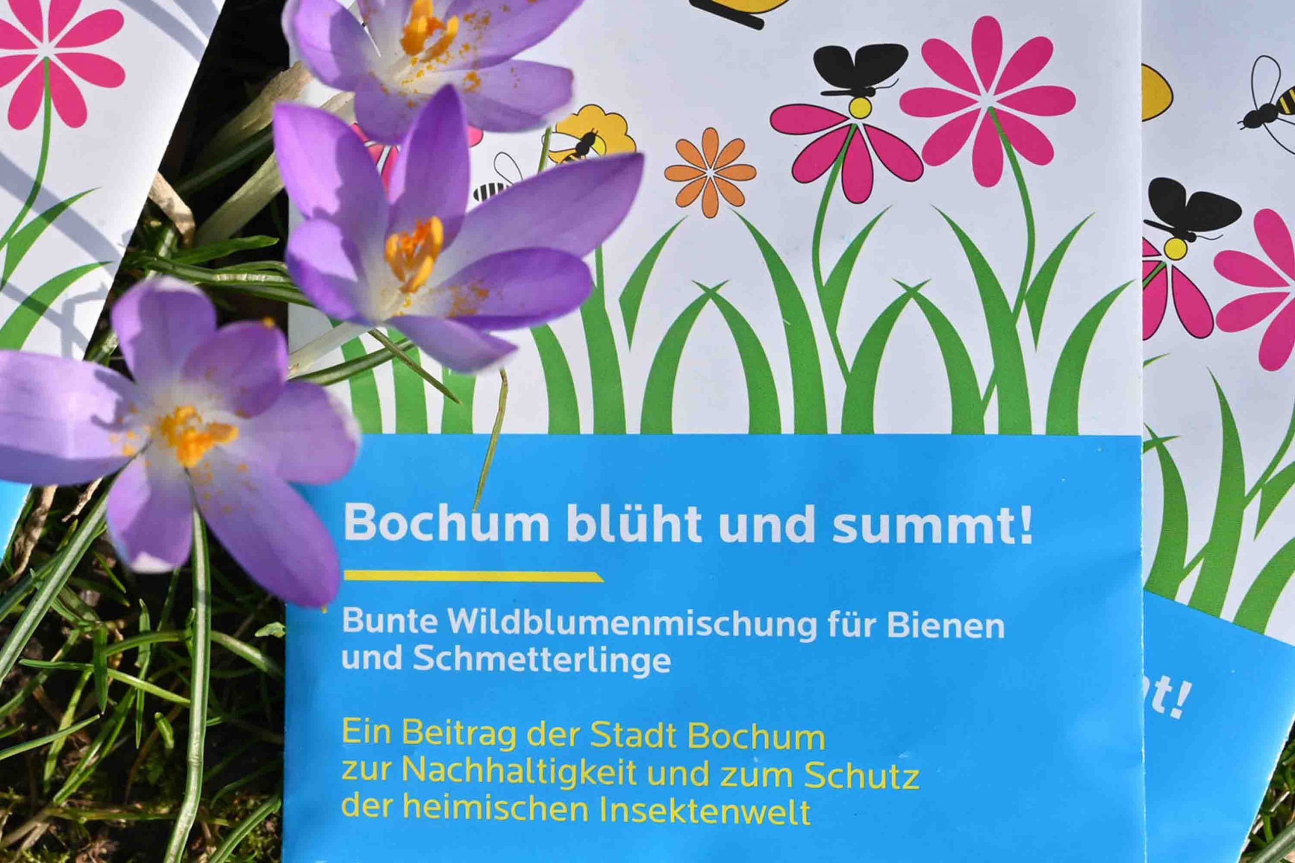 Wildblumenmischung