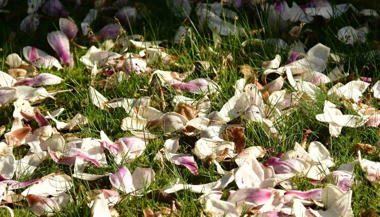 Magnolie MMB9180