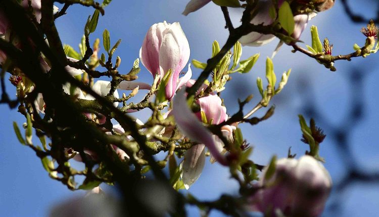 Magnolie MMB9189