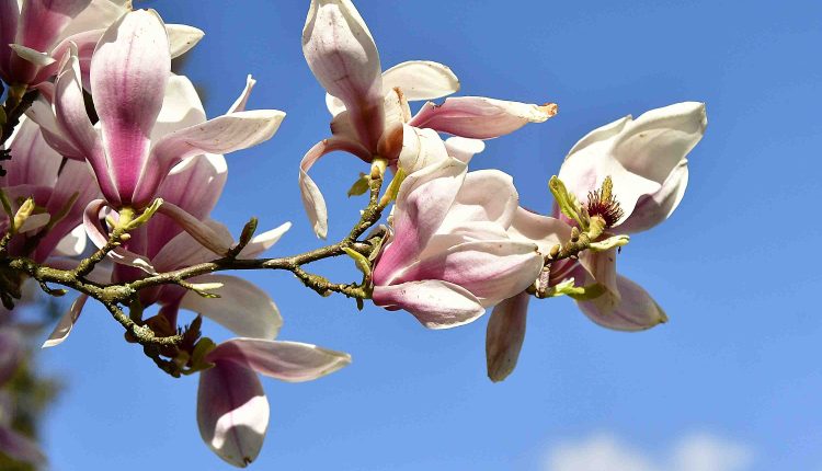 Magnolie MMB9199