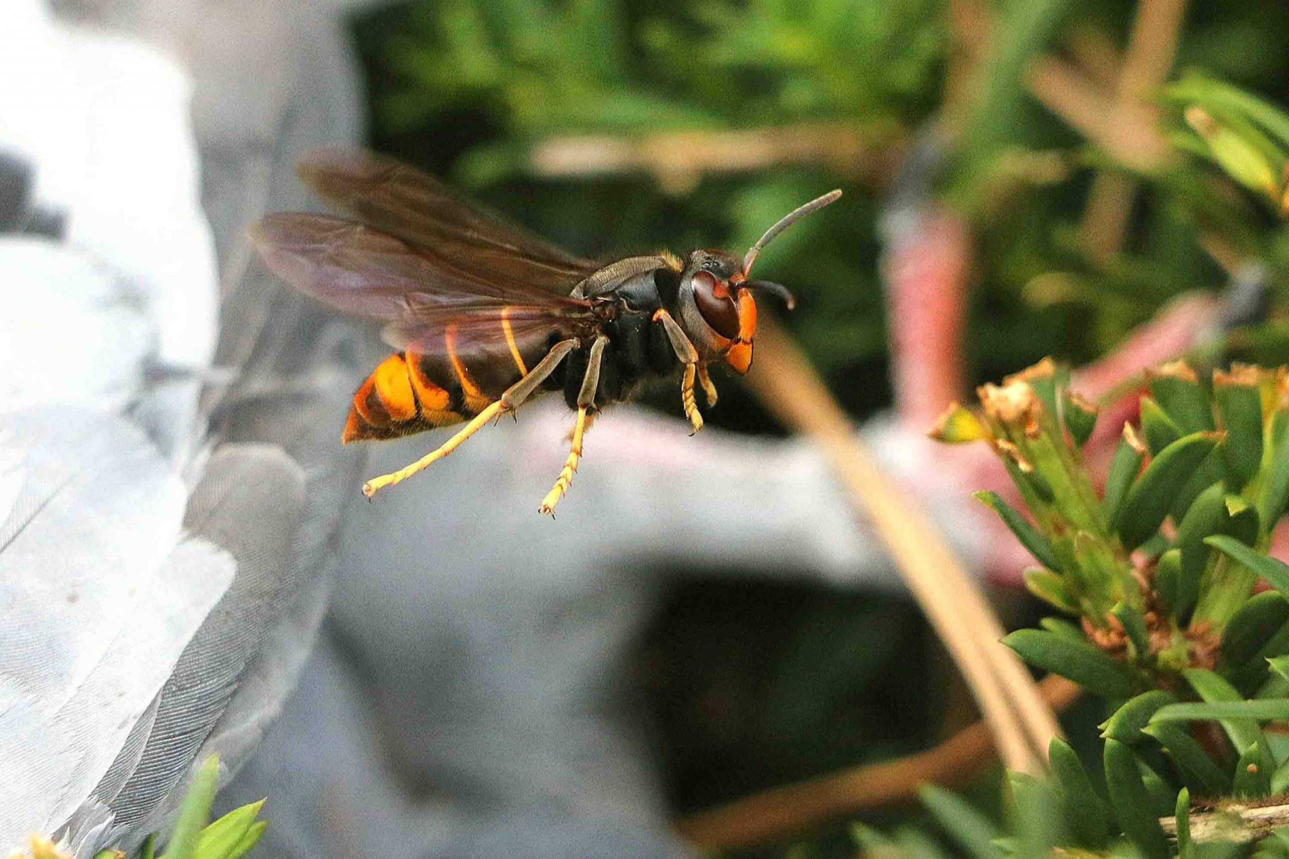 pixbay hornet 7486203 1920 scaled