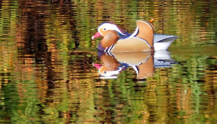 Mandarin Ente im Herbstlicht