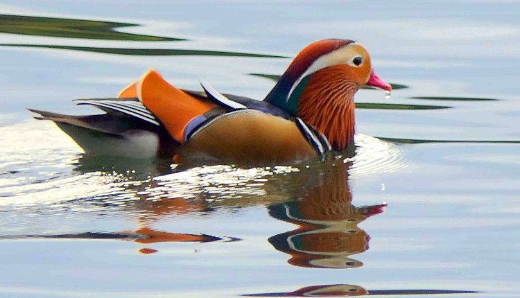Mandarinenterich