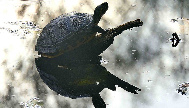 Schmuckschildkroete im Abendlicht
