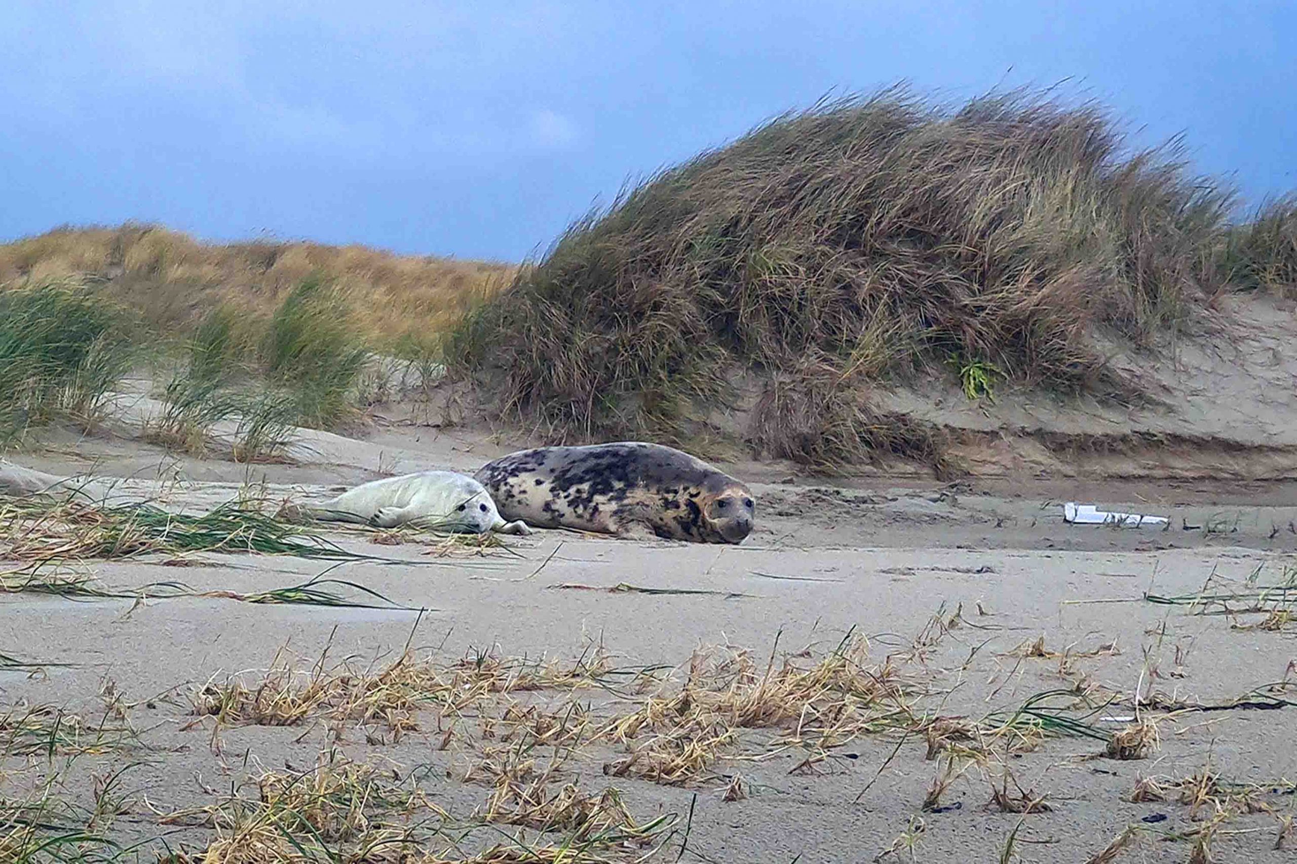 grijze zeehond moeder met jong scaled
