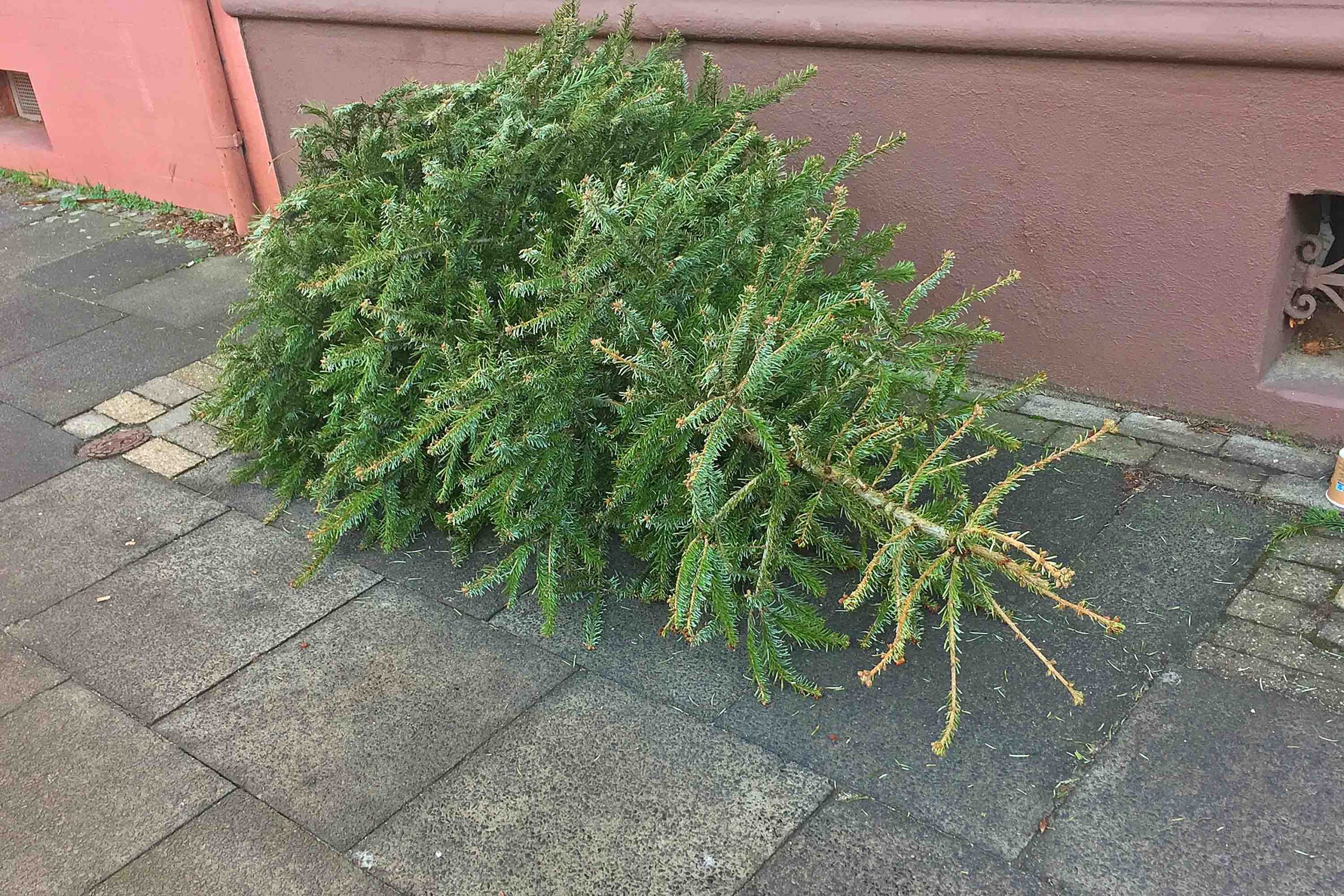 Tannenbaum MMB7481 scaled