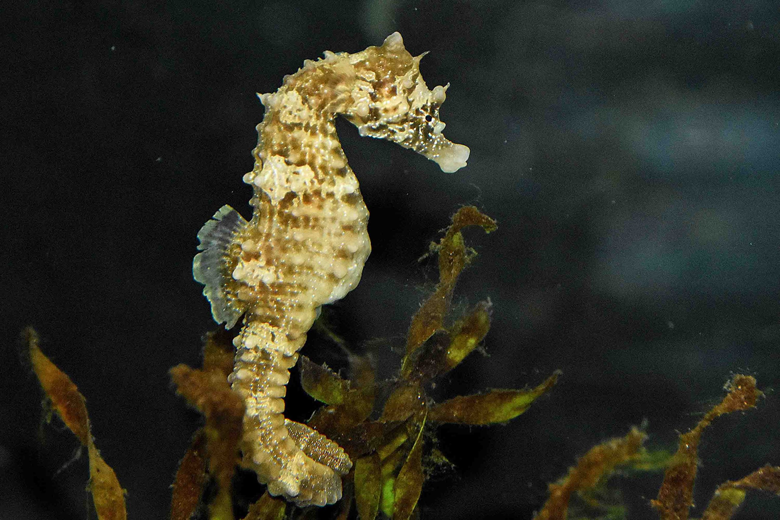 Eco Zeepaardje scaled
