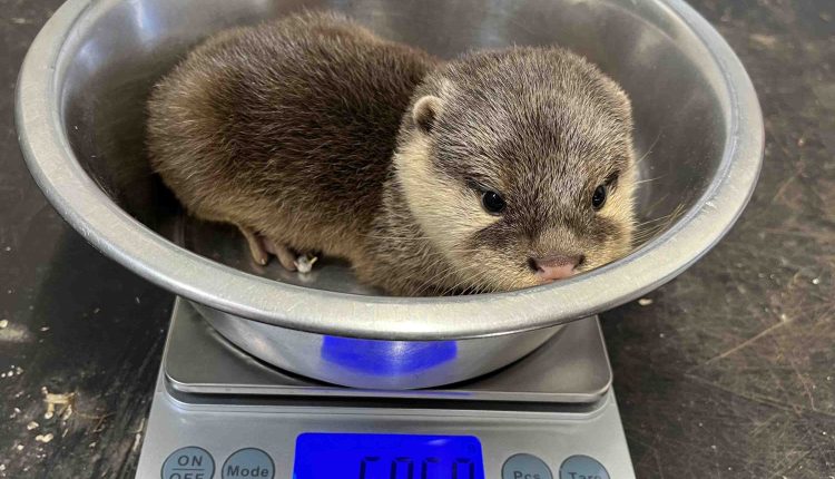 Im TG KLE wurden vier Zwergotter geboren die sich nun dem ersten tiermedizinischen Gesundheitscheck unterzogen haben
