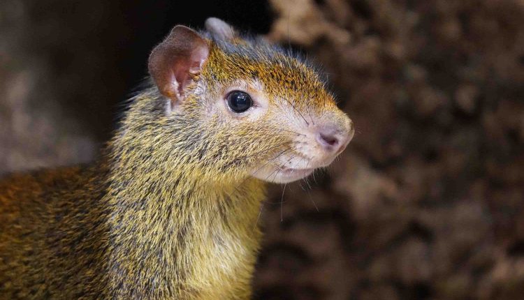 Mit Joringel aus dem Leipziger Zoo ist das erste Schwarzrueckenaguti2