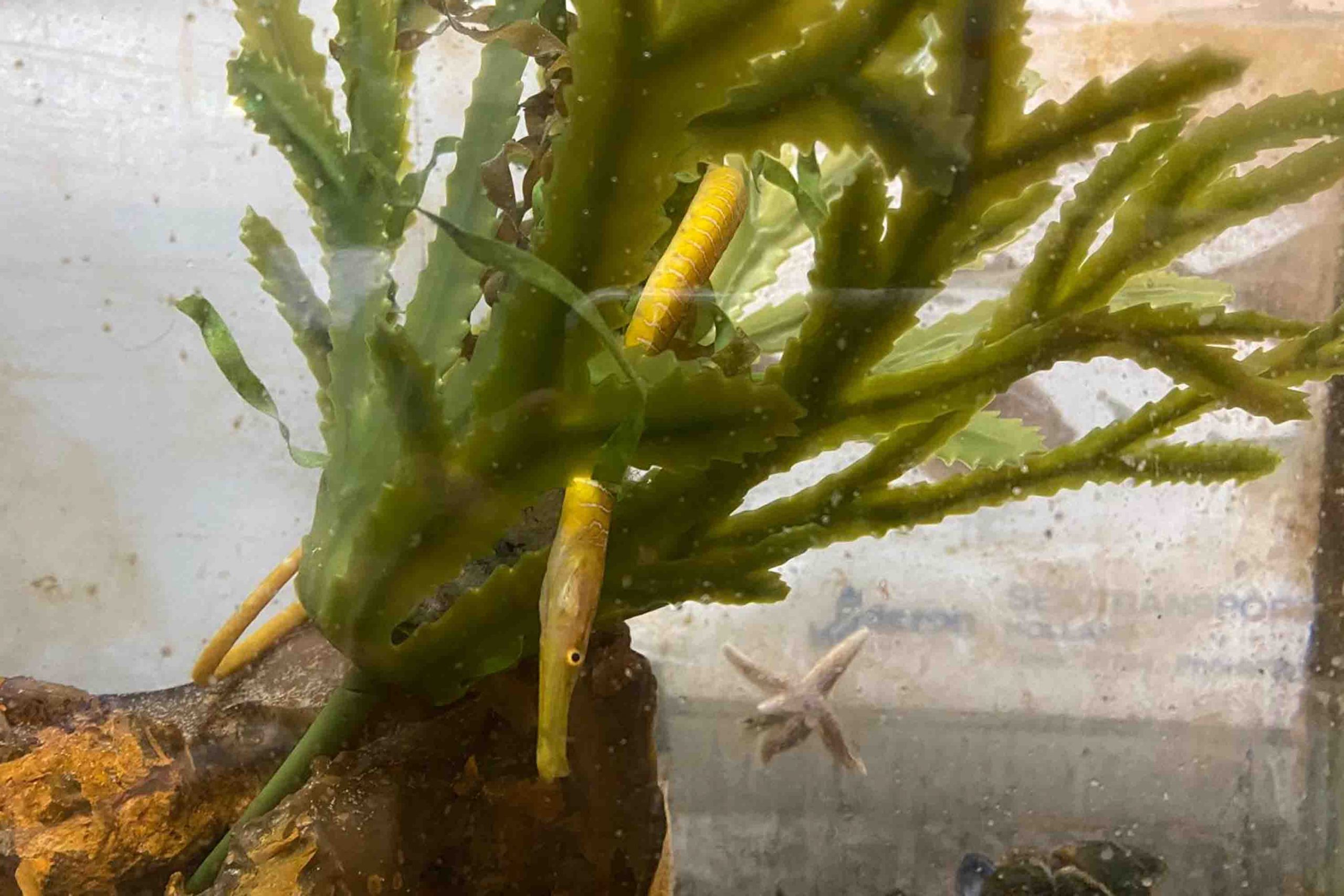Adderzeenaald bij Ecomare scaled