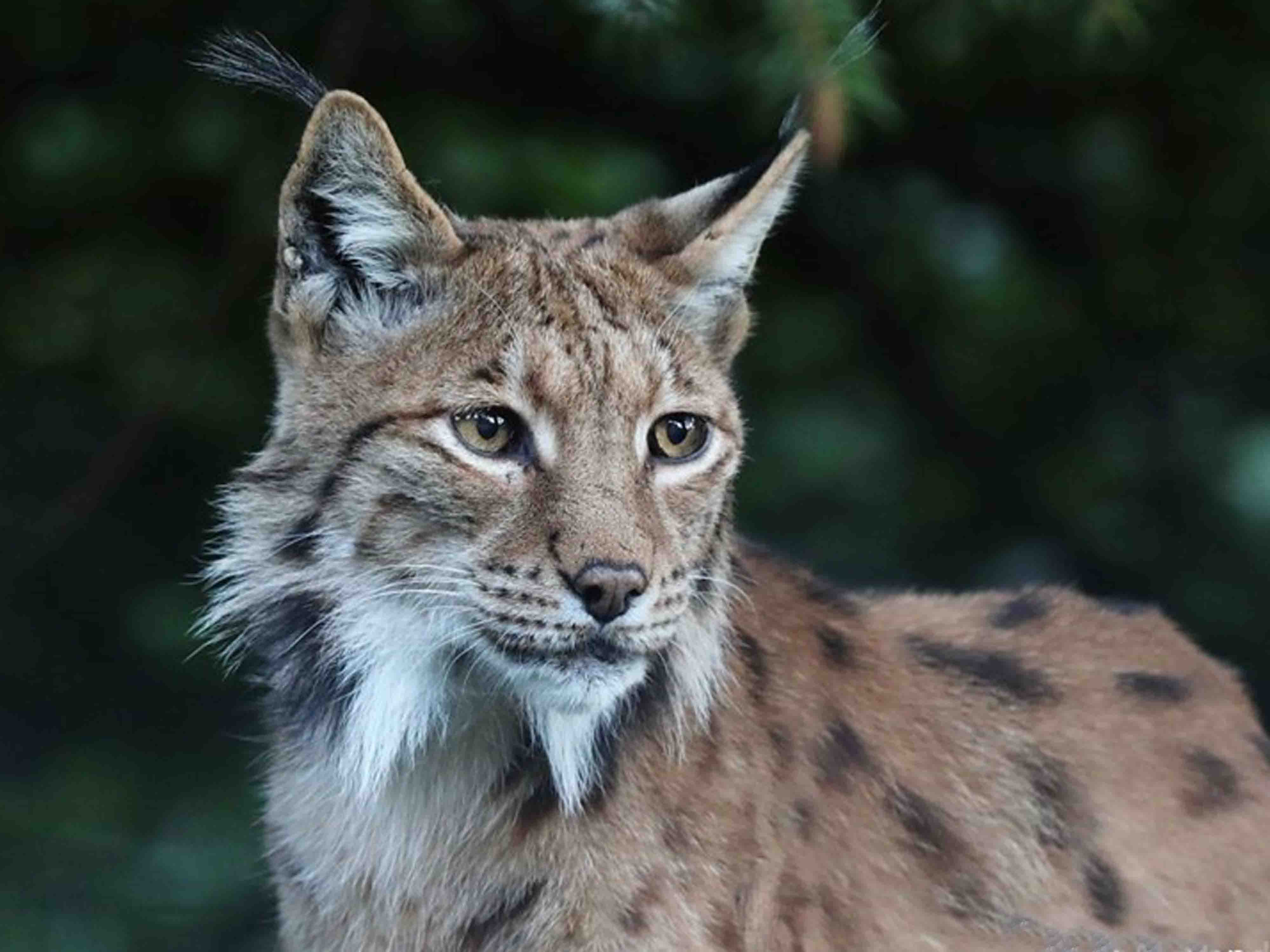Karpatenluchs Alexander Sliwa